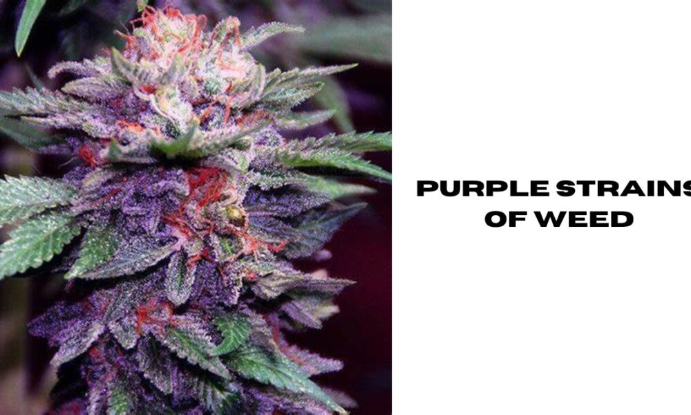 purple strains of weed