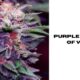 purple strains of weed
