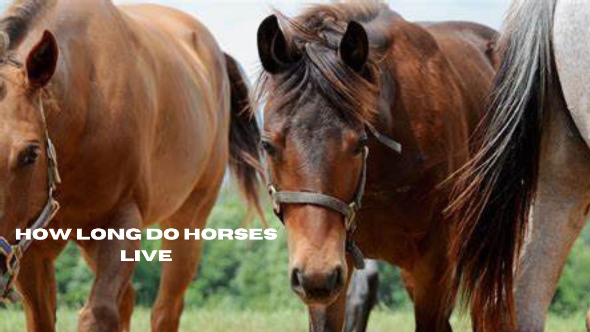 how long do horses live